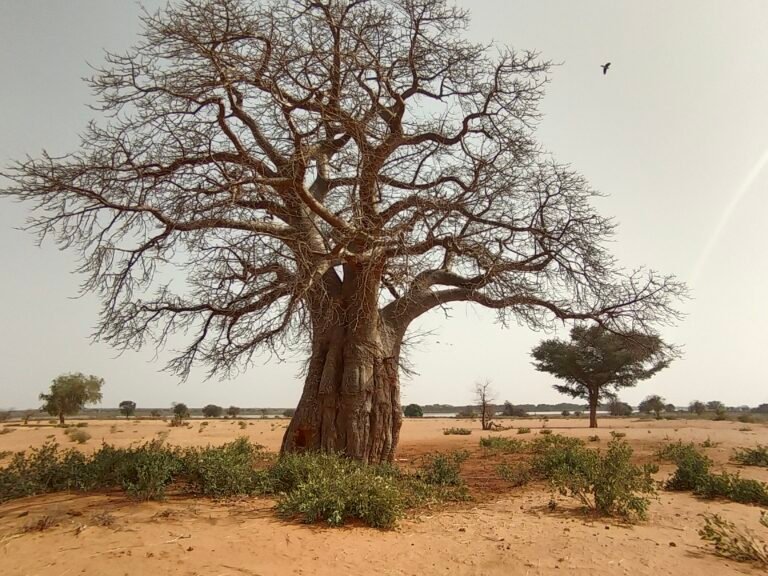 التبلدي.. شجرة تصل السودان بخرائط أفريقيا